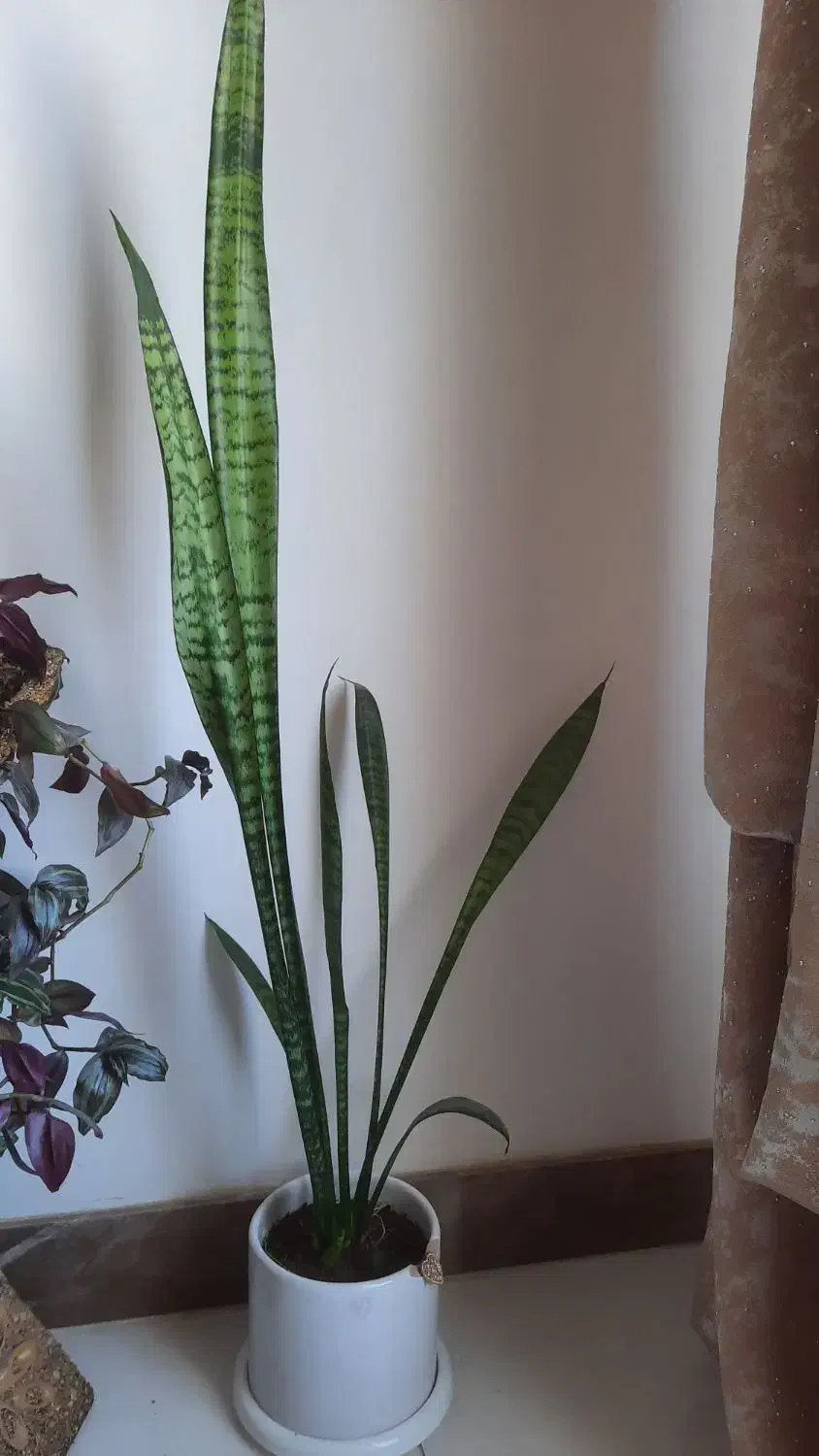 گلدان گل سانسوری|گل و گیاه طبیعی|بیرانوند, |دیوار