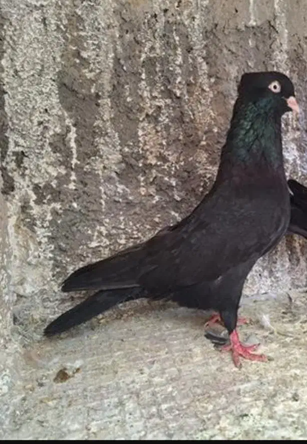 زاغ کاکلی گمشده|حیوانات|یزد, |دیوار