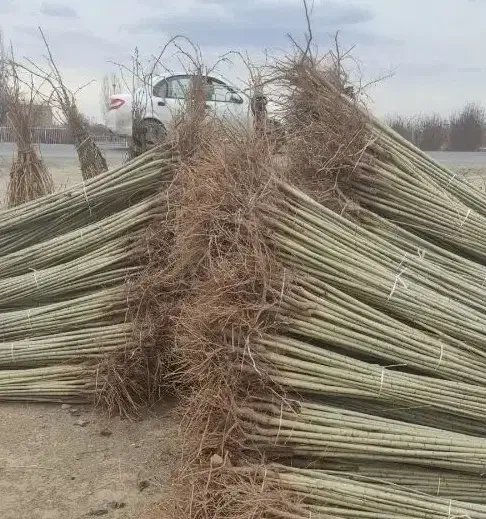 نهالستان فروش نهال های گردو صنوبر و بادام|خدمات باغبانی و درختکاری|قم, چهل درخت|دیوار