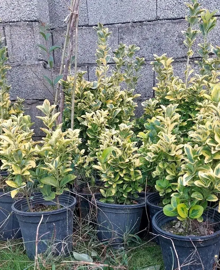 شمشاد|حراج|کلاچای, |دیوار