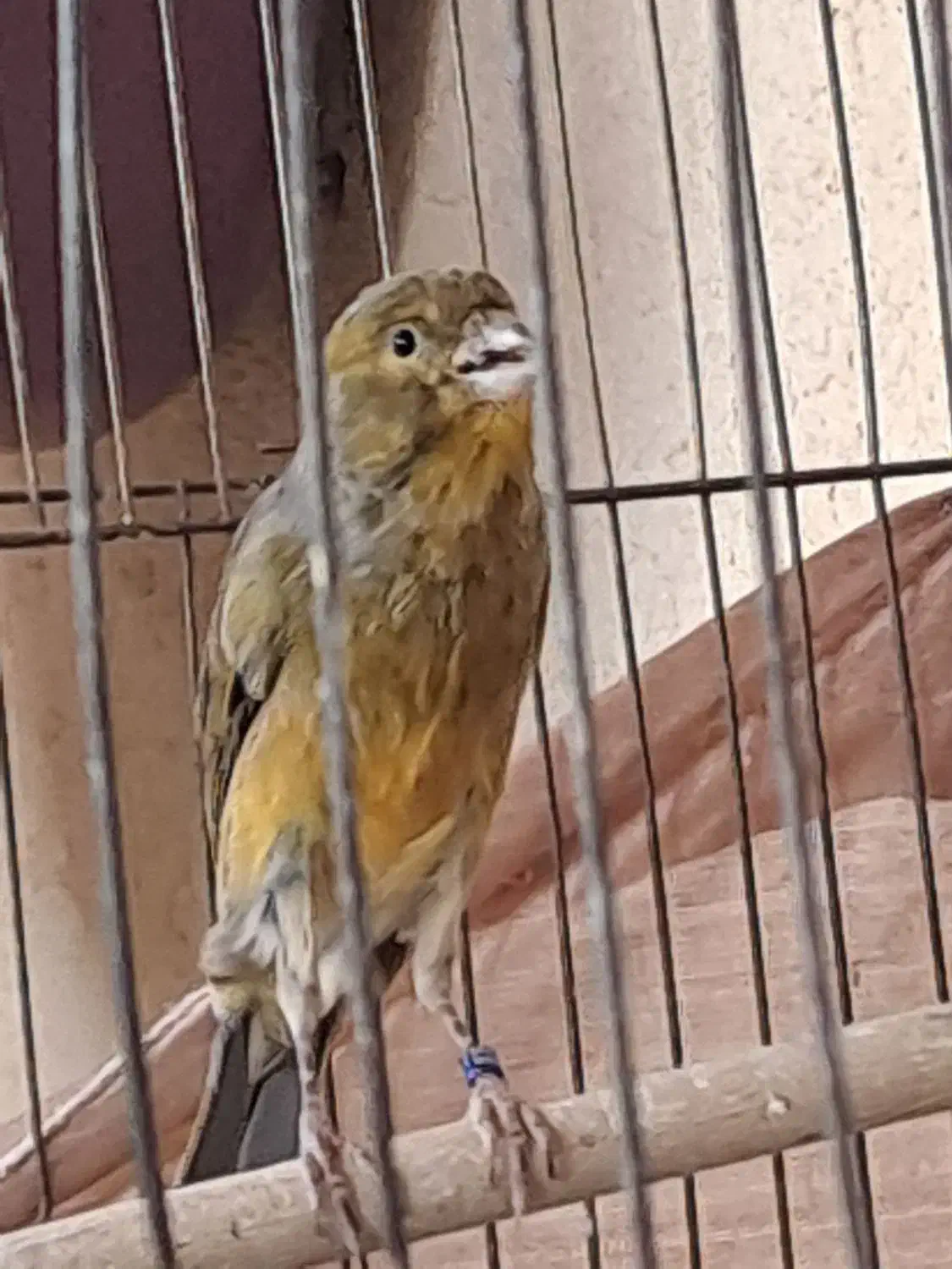 قناری سبز سوخته|پرنده|ماهان, |دیوار