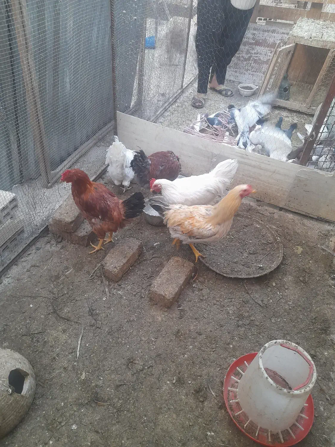 خروس|حیوانات مزرعه|قنوات, |دیوار