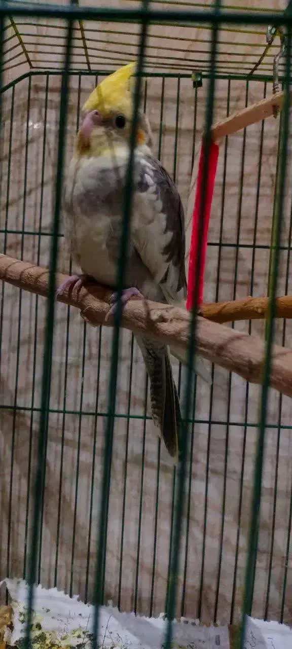 عروس هلندی ابلغ|پرنده|قم, انسجام|دیوار