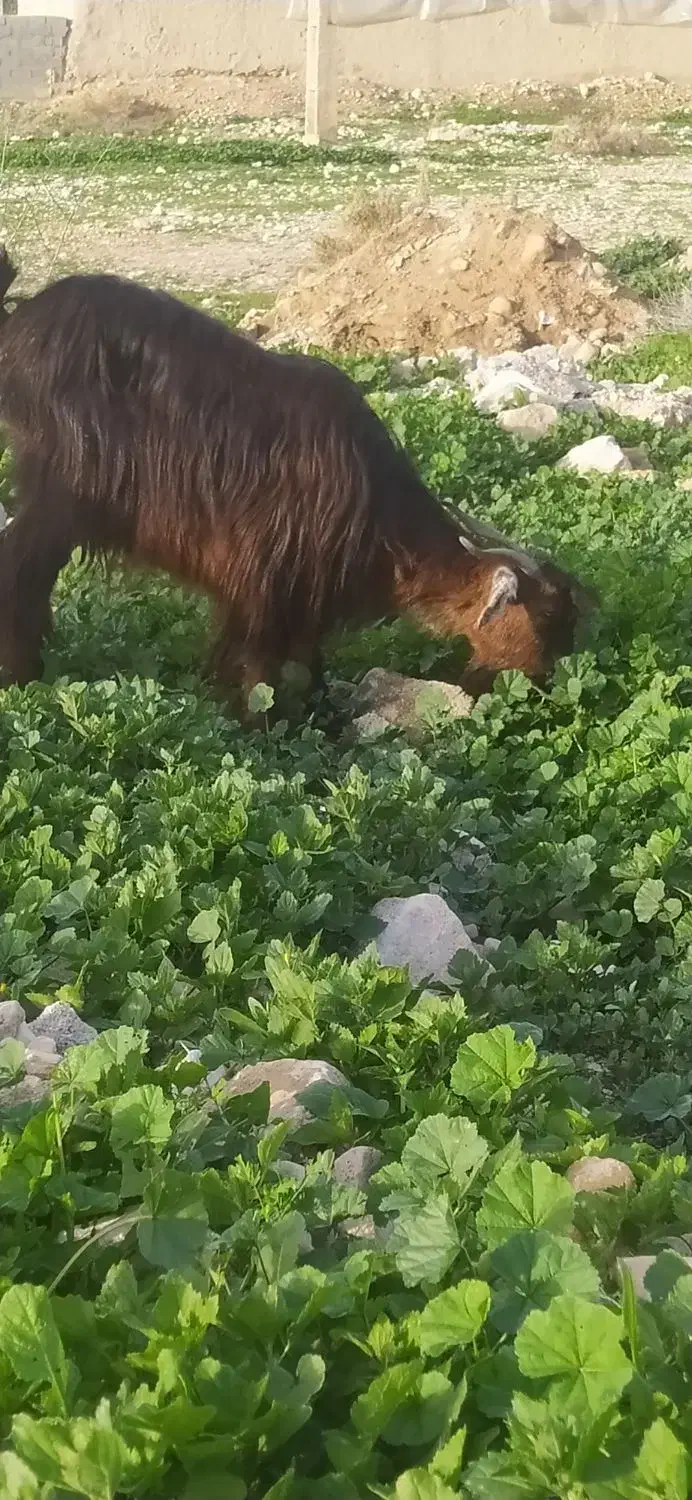 فروش دوتابز|حیوانات مزرعه|مهر, |دیوار