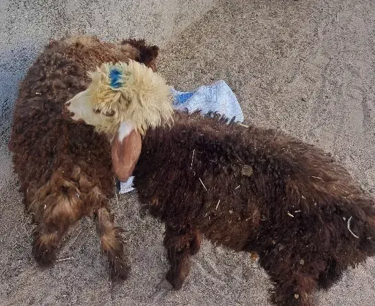 ۲عدد بره نروماده|حیوانات مزرعه|آبپخش, |دیوار