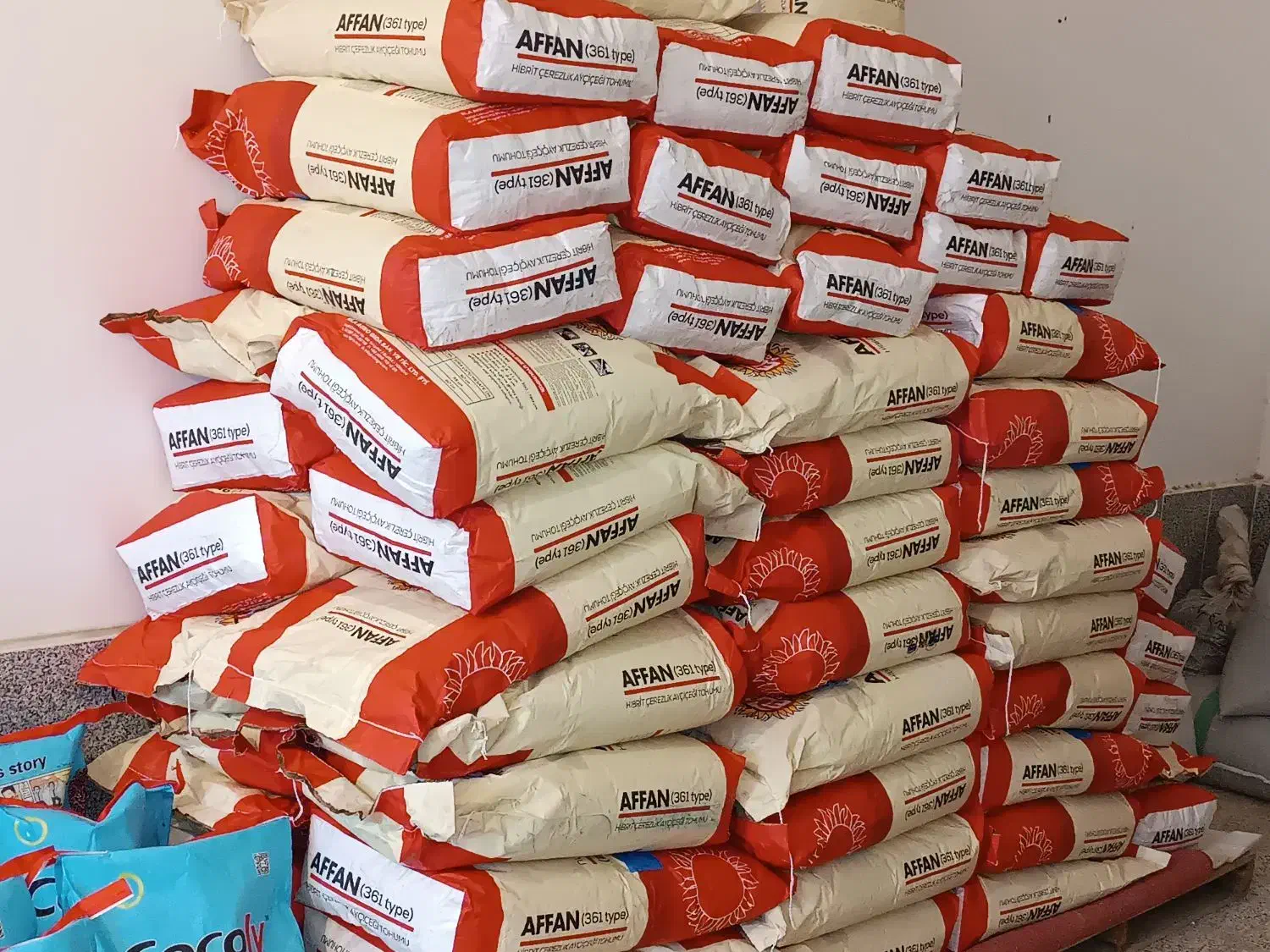 بذر آفتابگردان|خدمات باغبانی و درختکاری|نقده, |دیوار