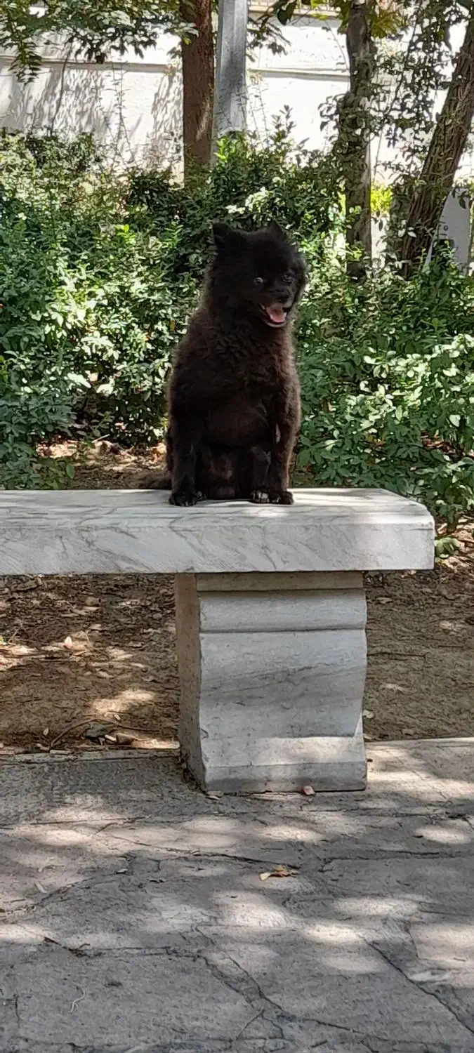 سگ گمشده|سگ|گلستان (تهران), |دیوار