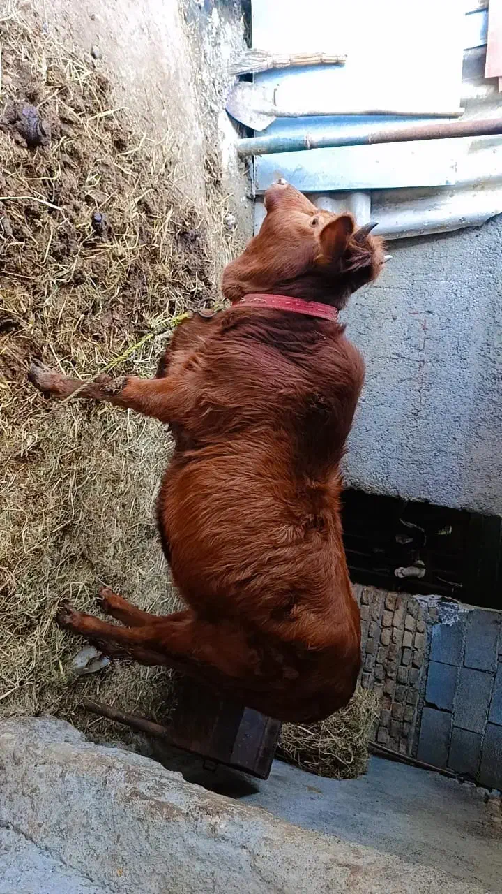 گاو گوشتی|حیوانات مزرعه|آق قلا, |دیوار