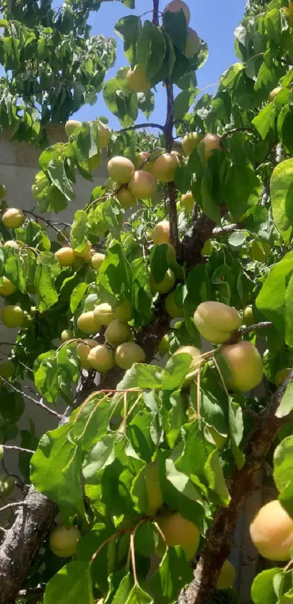 باغ ویلا 1500 متر در دهکده سبر امند فروش یا معاوضه|فروش خانه و ویلا|صوفیان, |دیوار