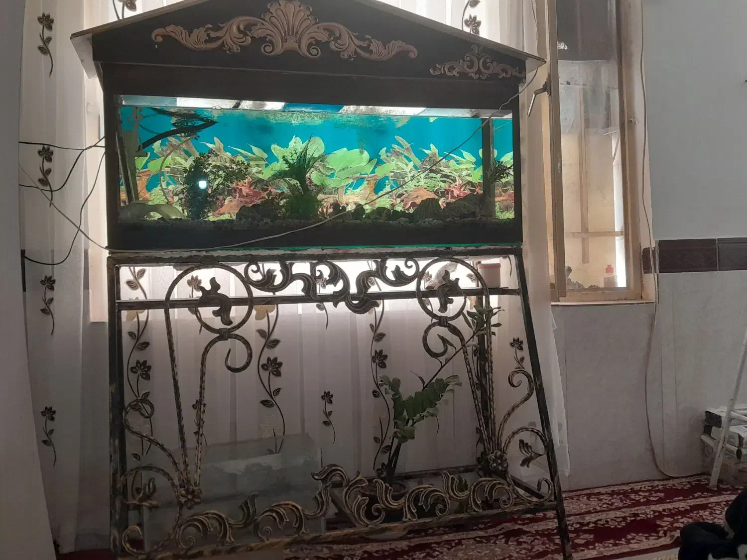 آکواریوم|ماهی|سبزوار, قصبه اب یمین|دیوار