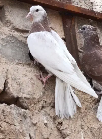 جوجه پرشی|پرنده|قم, علی آباد سعدگان|دیوار