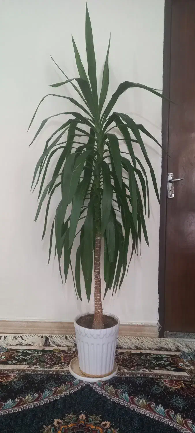 گل یوکا|گل و گیاه طبیعی|شهرکرد, |دیوار