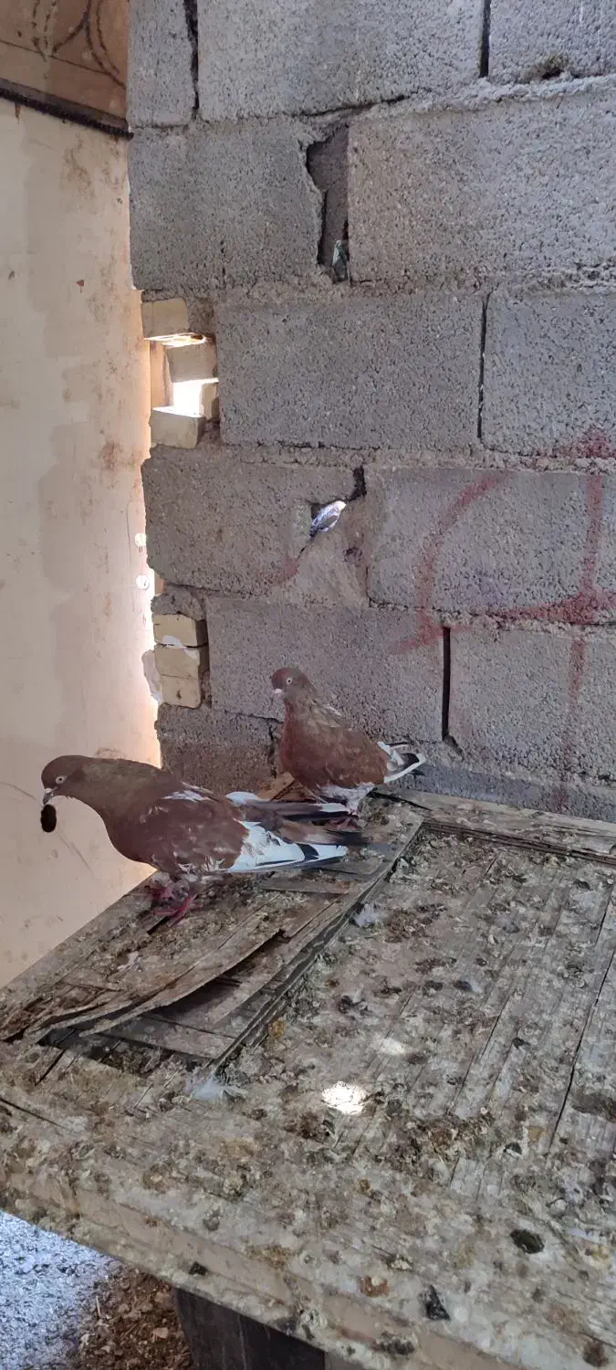 کلی ای جفت نر ماده جفت|پرنده|چمران, |دیوار