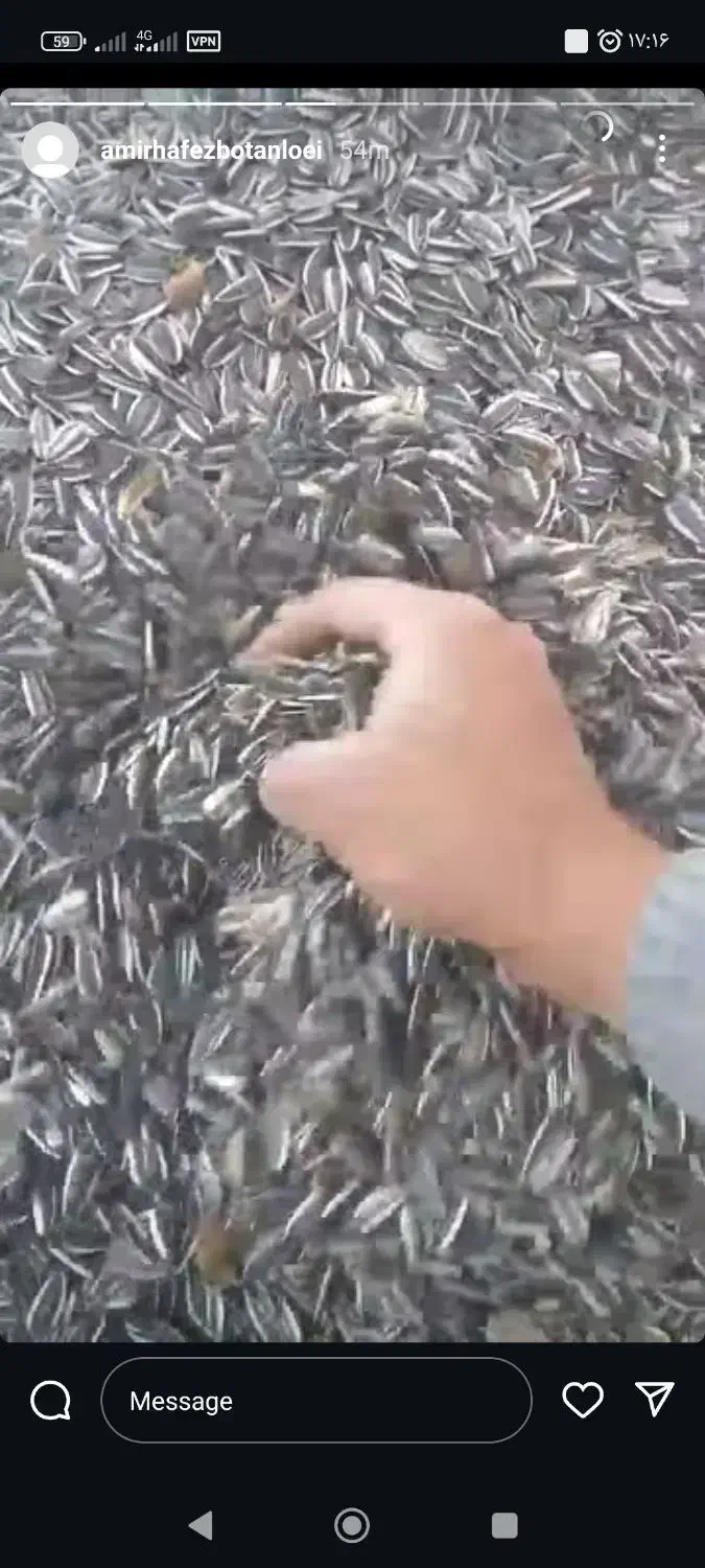 تخمه آفتاب گردان درجه یک درشت ب شرط|خوردنی و آشامیدنی|شال, |دیوار