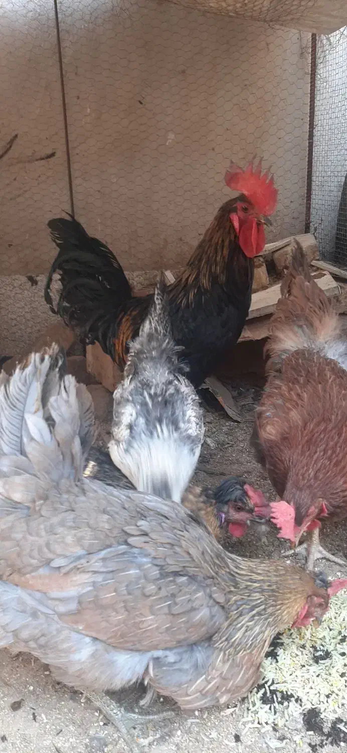 ۵عدد مرغ تخم گذار ویک عدد خروس بزرگ|حیوانات مزرعه|زرند, |دیوار