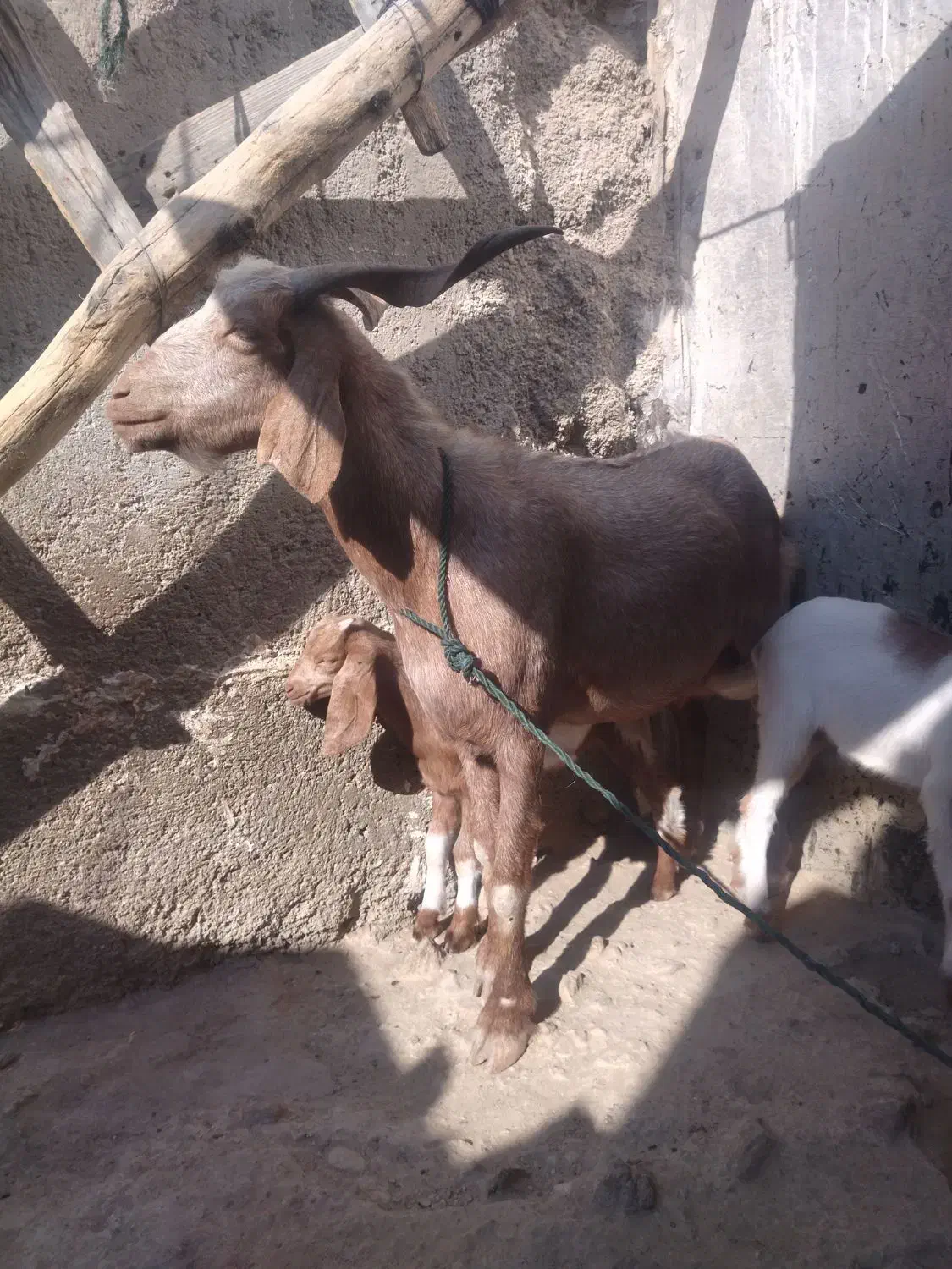 یک بز و دو کهره|حیوانات مزرعه|بندر دیر, |دیوار