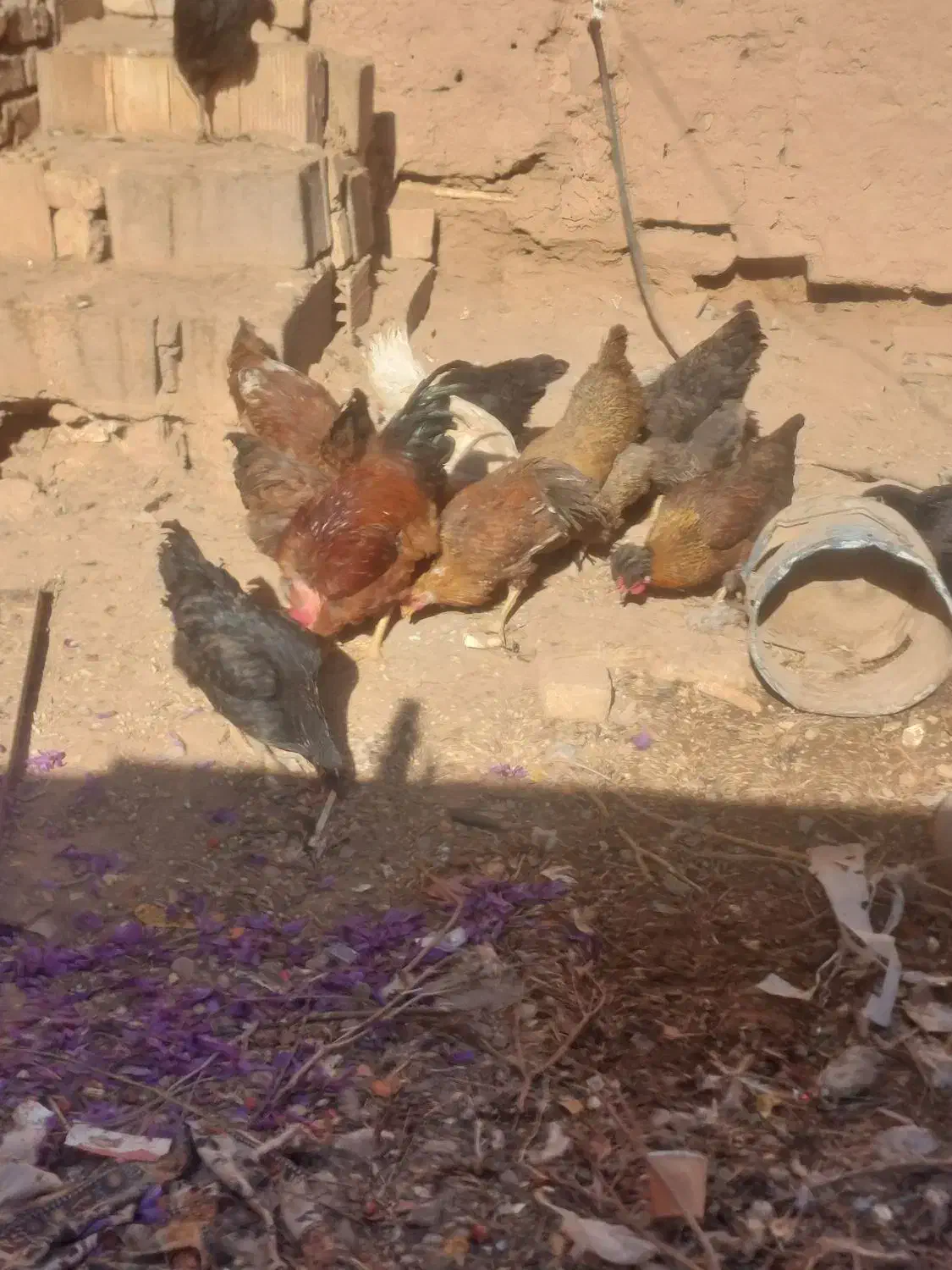 ۷تا مرغ جوان|حیوانات مزرعه|اسفراین, |دیوار