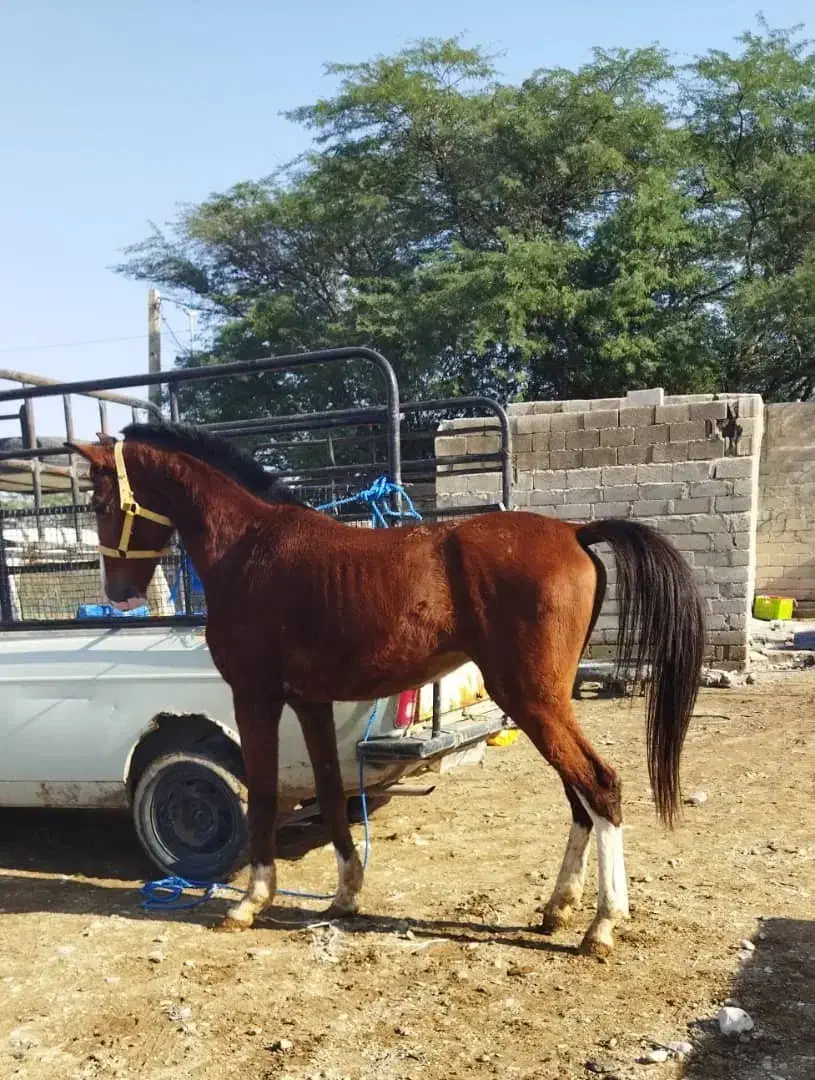 اسب|اسب و تجهیزات اسب‌سواری|شیراز, خلدبرین|دیوار