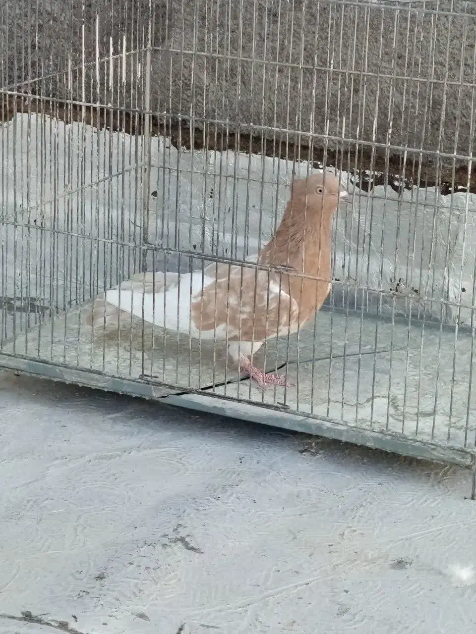 کبوتر رنگه والمانی وخروس فروشی|پرنده|فردوس (خراسان), |دیوار