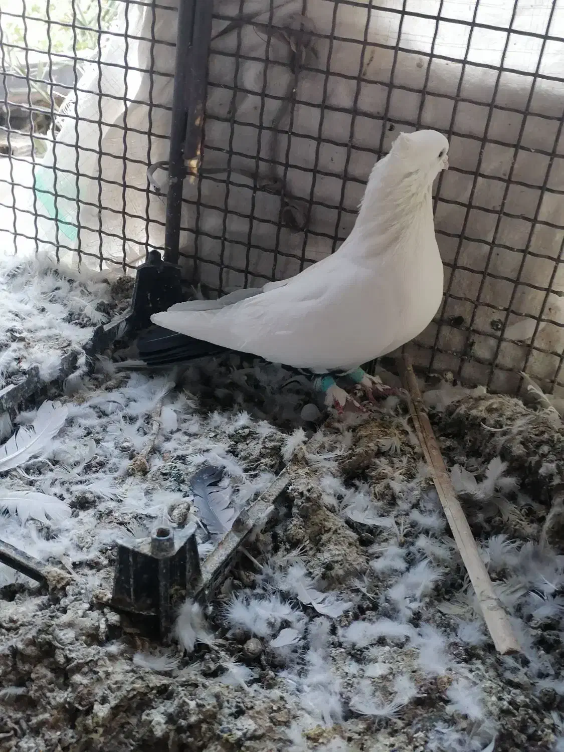 دم سیاه|پرنده|نرماشیر, |دیوار