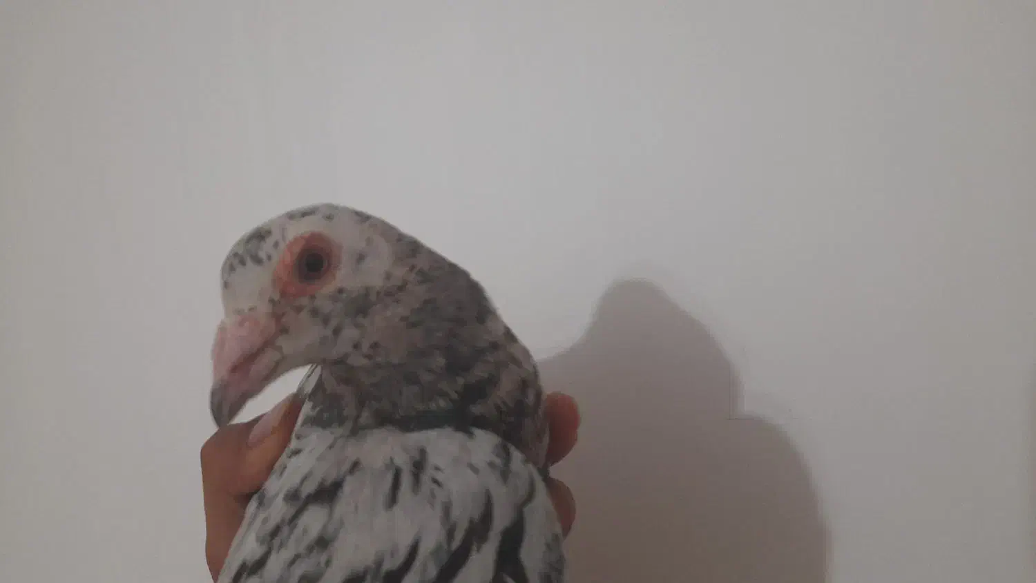 کبوتر گمشده با مژدگانی خوب|پرنده|لنجان, |دیوار