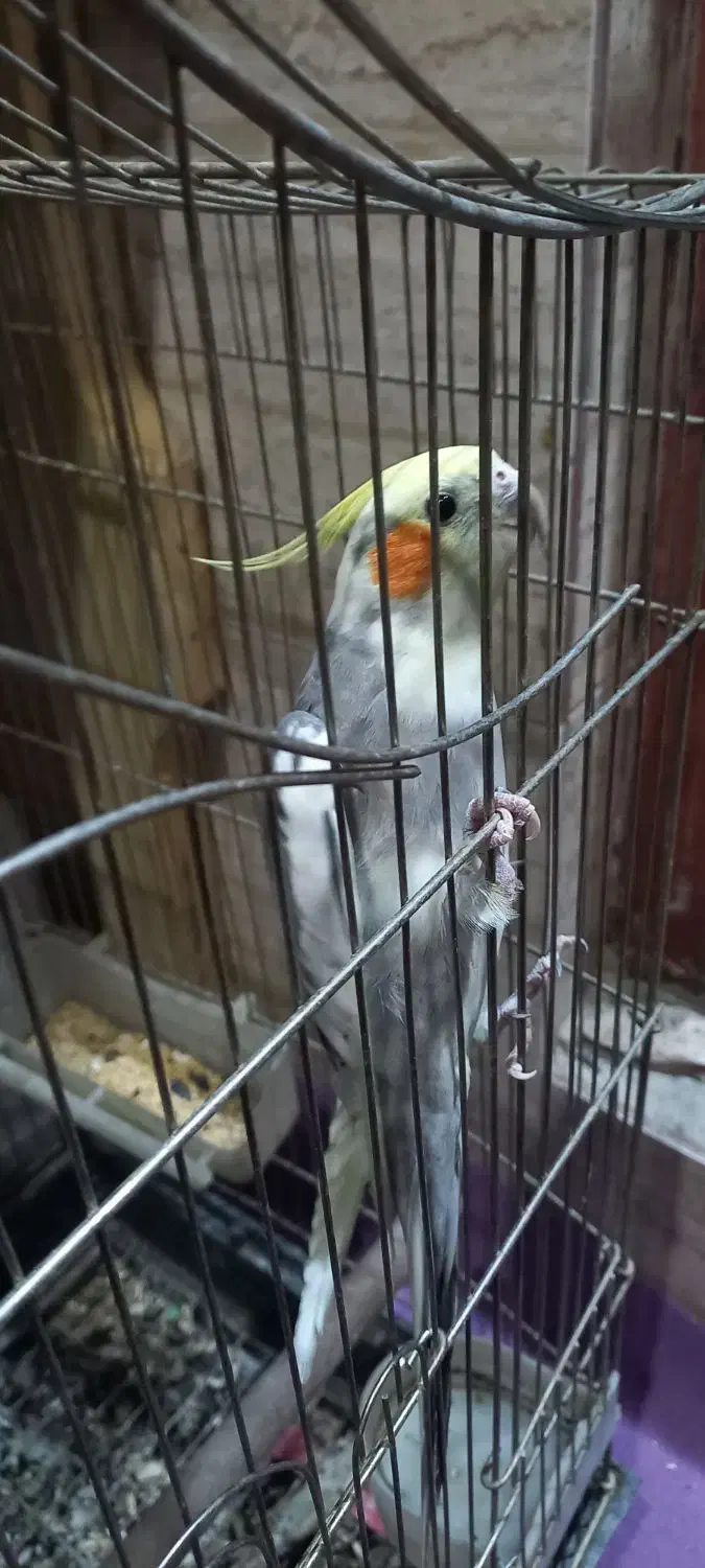 عروس هلندی|پرنده|اسلام‌شهر, شهرک مصطفی خمینی|دیوار