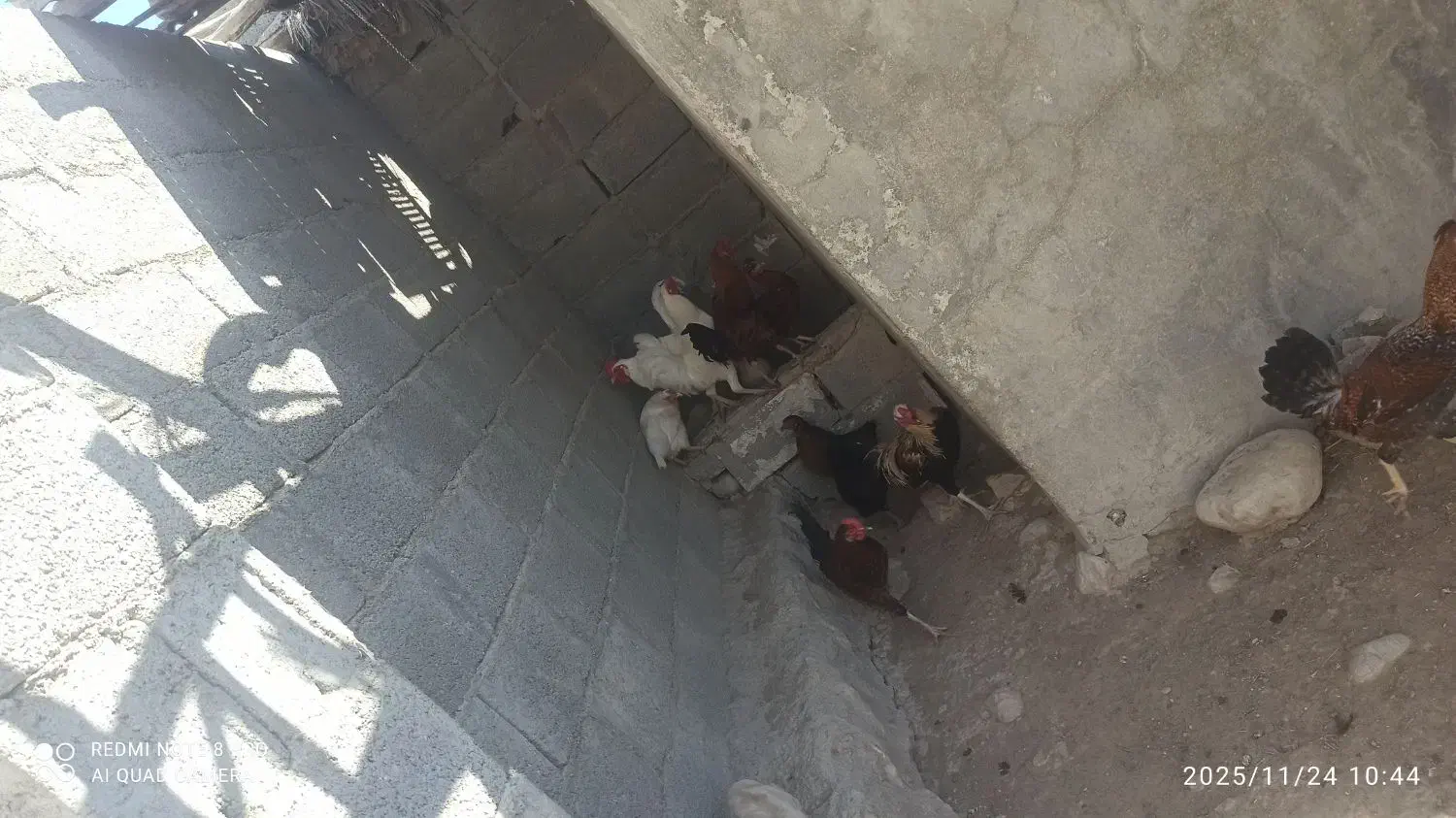 آدرس بیرم ،آبکنه|حیوانات مزرعه|لامرد, |دیوار