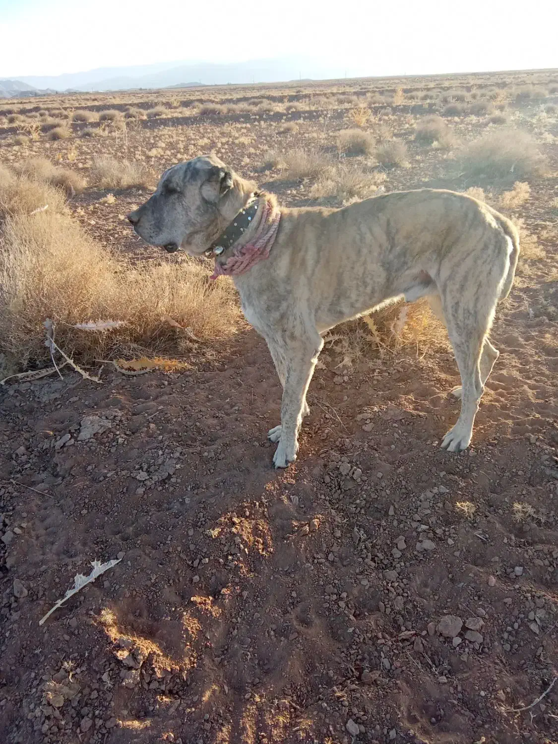 سگ گمشده|حیوانات|زیرکوه, |دیوار