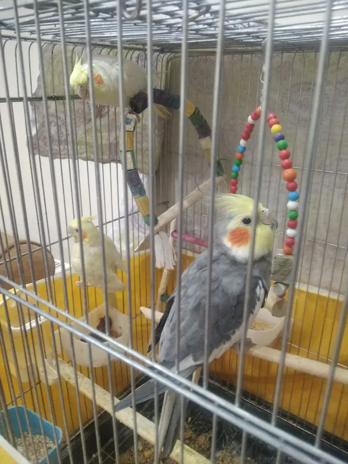 عروس|پرنده|تهران, فلاح|دیوار