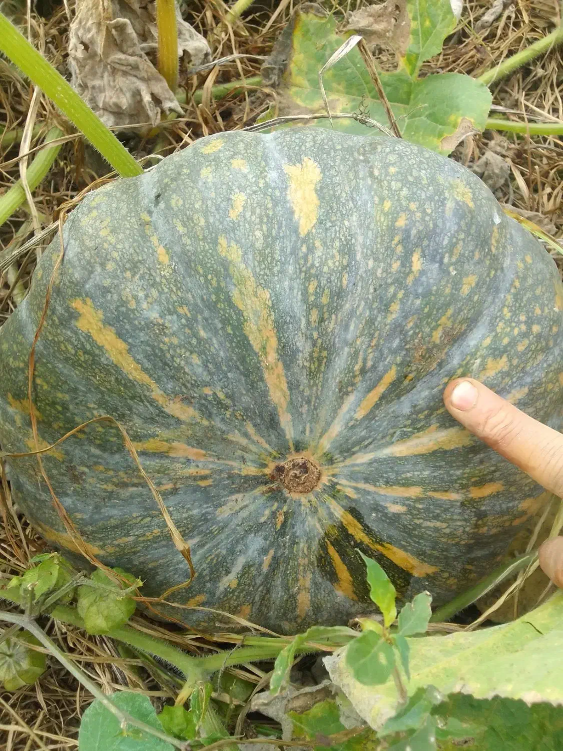 کدو دامی.*ارسال با نیسان.خوراک گاو.صومعه سرا|خوردنی و آشامیدنی|رشت, یخسازی|دیوار