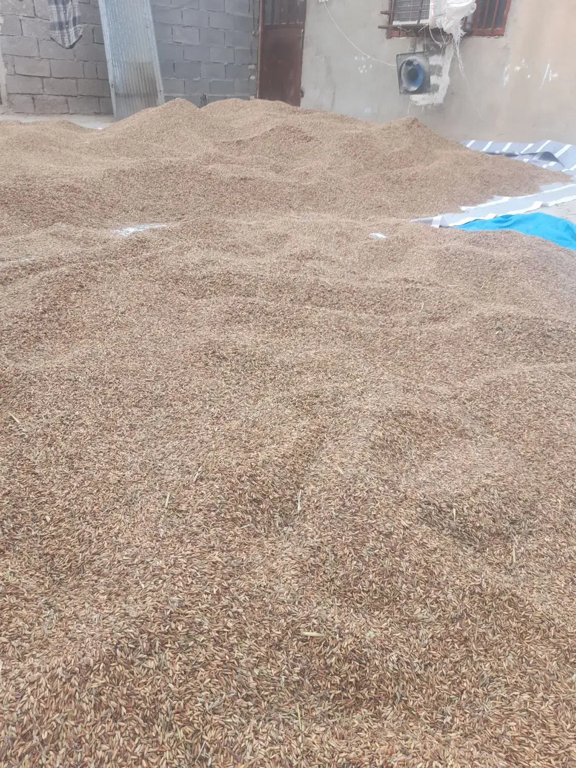 چلتک عنبربو|خوردنی و آشامیدنی|رامهرمز, |دیوار