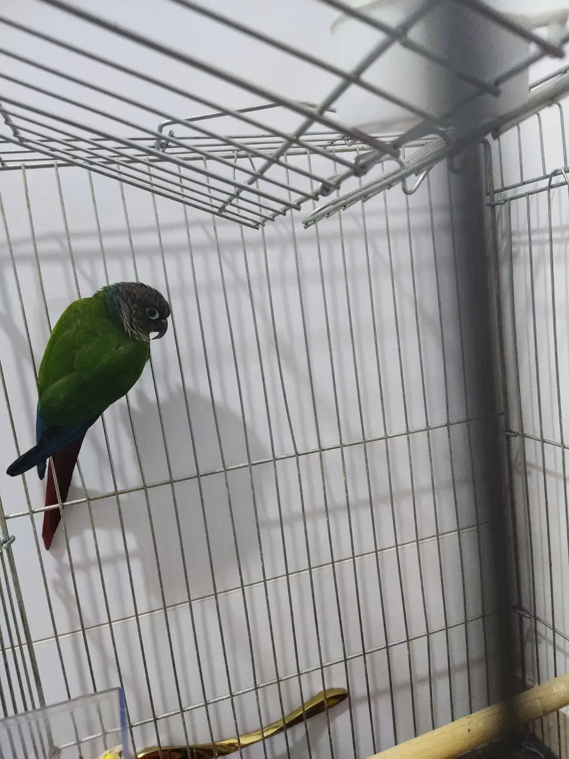 طوطی.|پرنده|قنوات, |دیوار