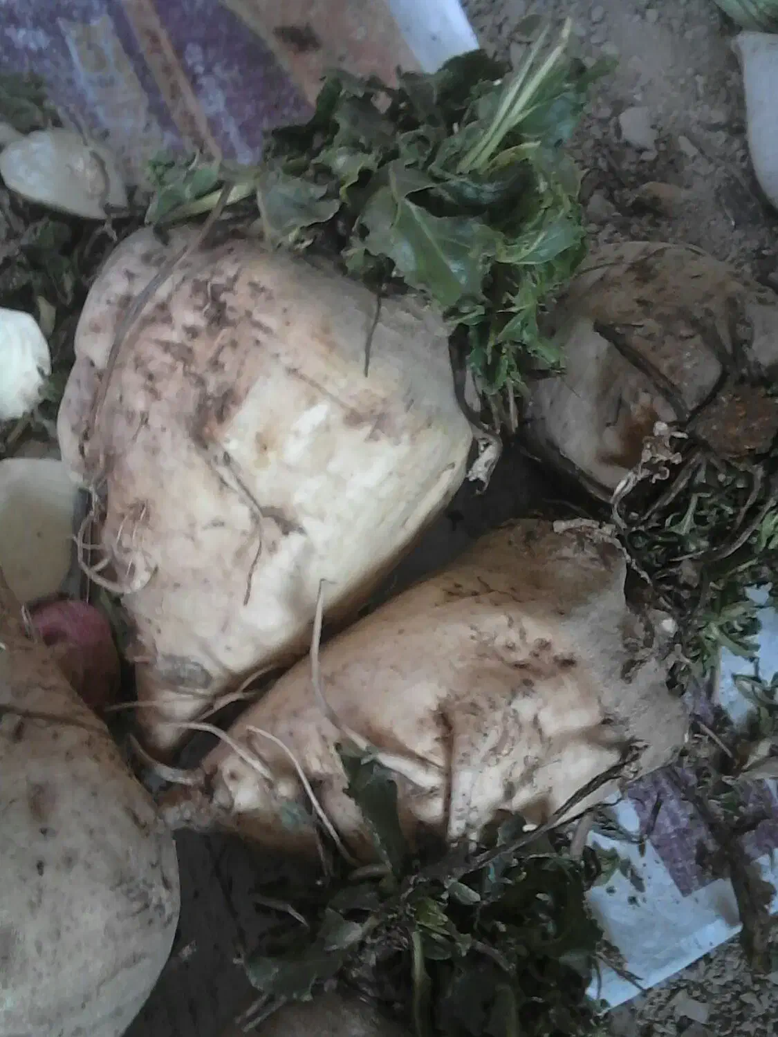 چغندر گلی|لوازم جانبی حیوانات|سده (خراسان جنوبی), |دیوار