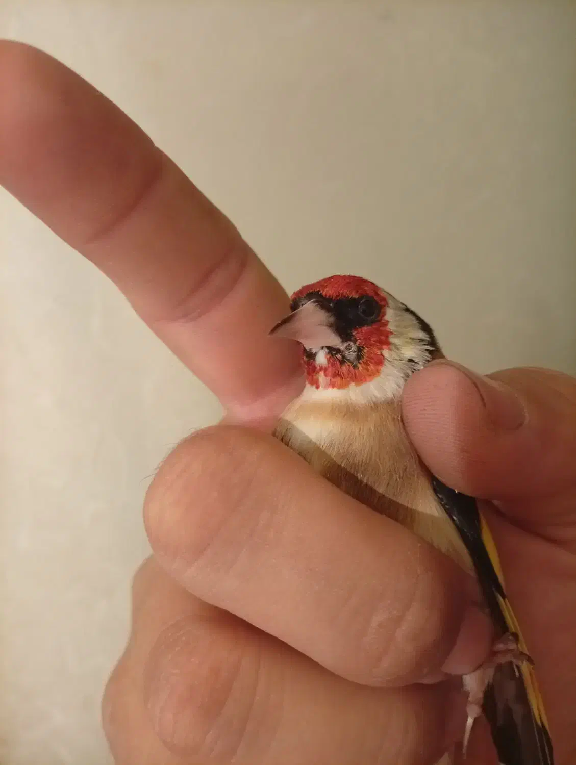 سهره چانه سفید اروپایی گل قفل|پرنده|دامغان, |دیوار