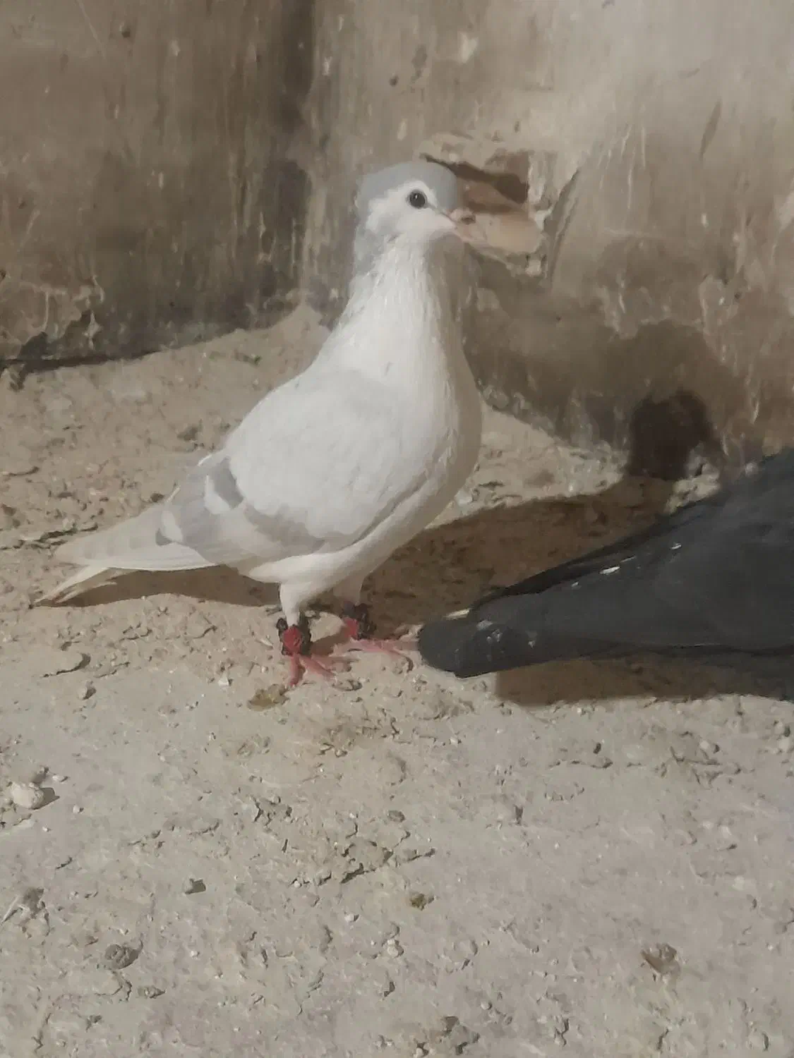 چهارتا نر|پرنده|تربت جام, میان جام|دیوار