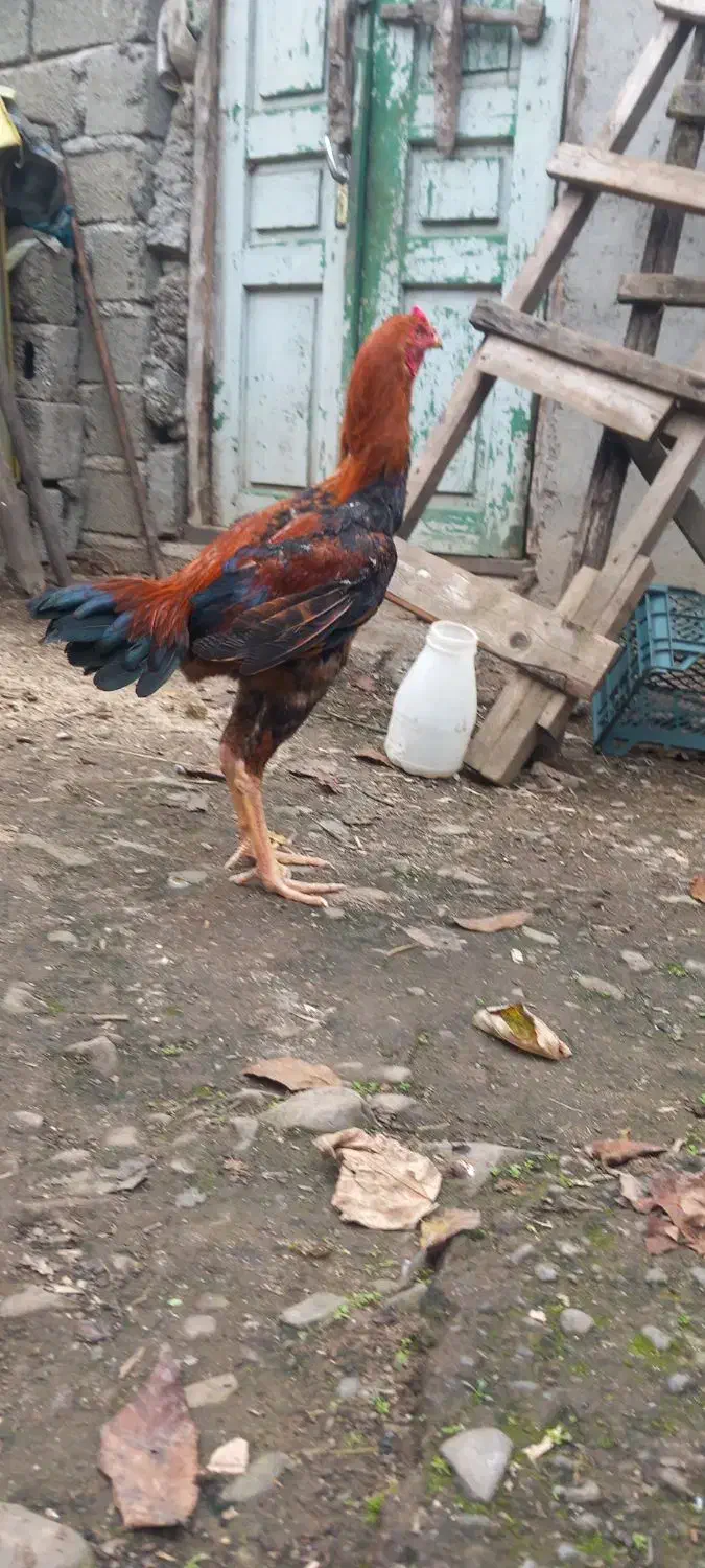 لاری|حیوانات مزرعه|لوندویل, |دیوار