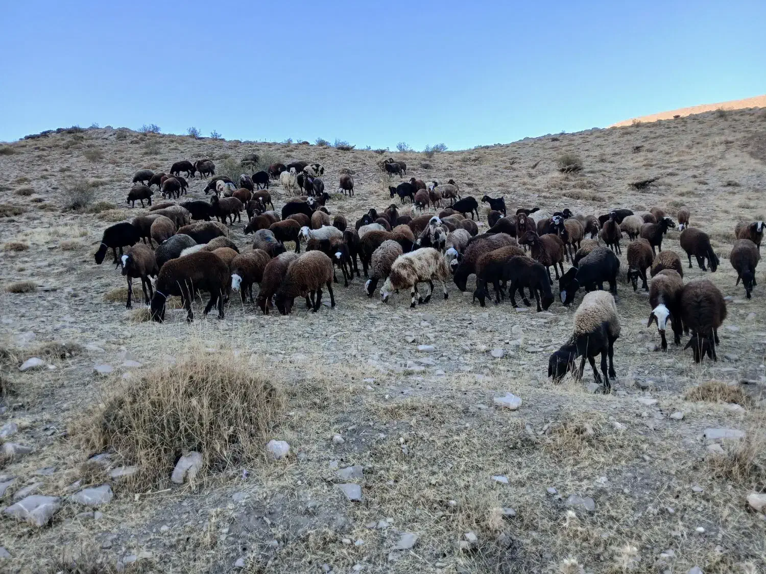 بره ماده شیشک|حیوانات مزرعه|زاغه, |دیوار
