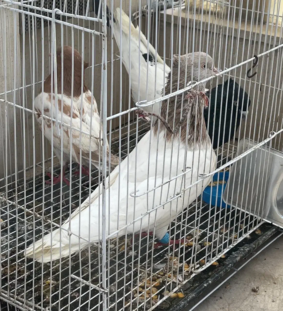 دوتا نر یه ماده کله|پرنده|شیروان (خراسان), |دیوار