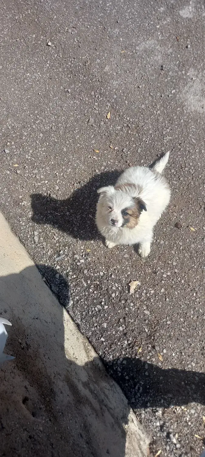 توله سگ|سگ|بروجرد, |دیوار