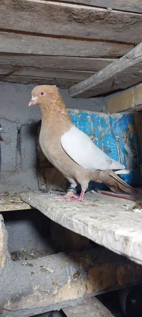 سینه زرد|پرنده|لاله زار, |دیوار