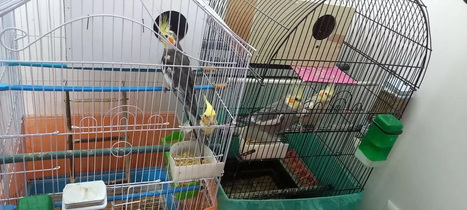 عروس هلندی جفت|پرنده|فلاورجان, |دیوار