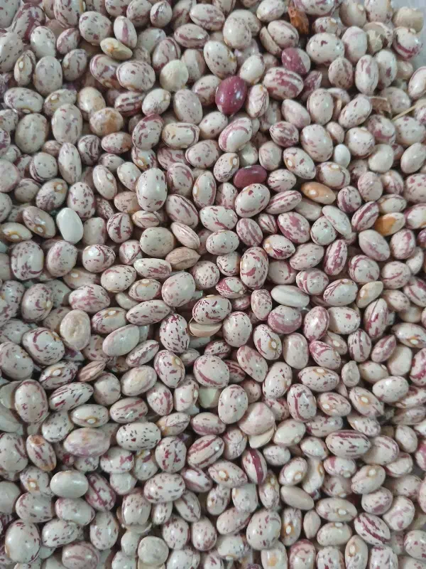 لوبیا چیتی|حراج|لنجان, |دیوار