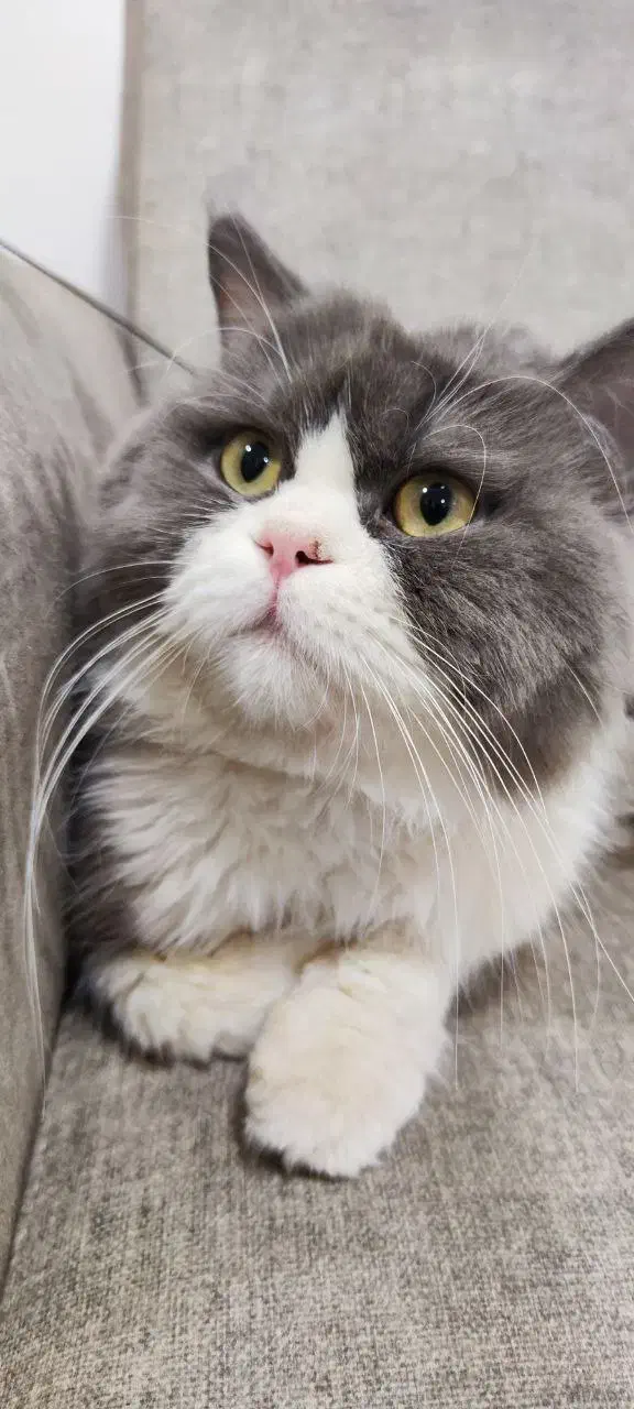 گربه پرشین|گربه|مهاباد (آذربایجان غربی), |دیوار