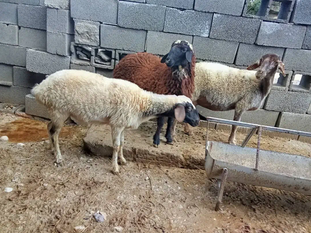 میش آبستن|حیوانات مزرعه|قلعه قاضی, |دیوار