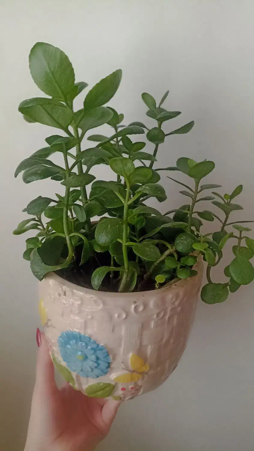 گل با گلدان سرامیکی|گل و گیاه طبیعی|نکا, |دیوار