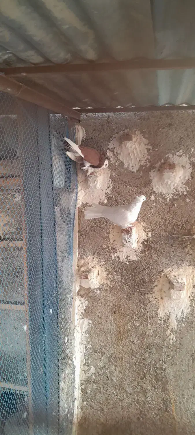 ۵ عدد کفترپریشی خوب به درد بخور بفروش می‌رسد|پرنده|پاکدشت, پاکدشت (مامازند)|دیوار