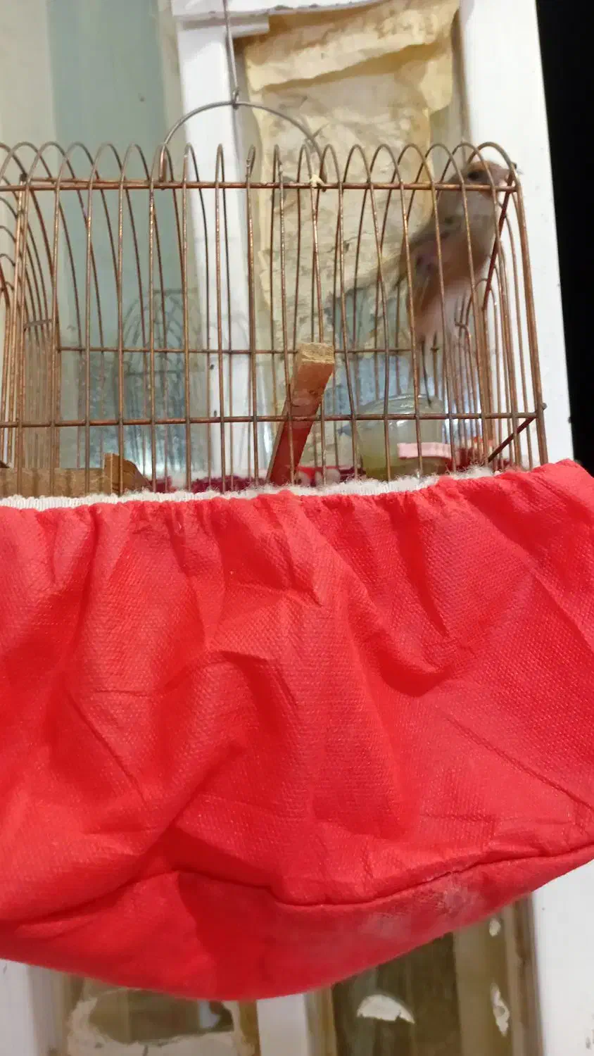 فروش 3تا سهره کرمونی|پرنده|ششده و قره بلاغ, |دیوار