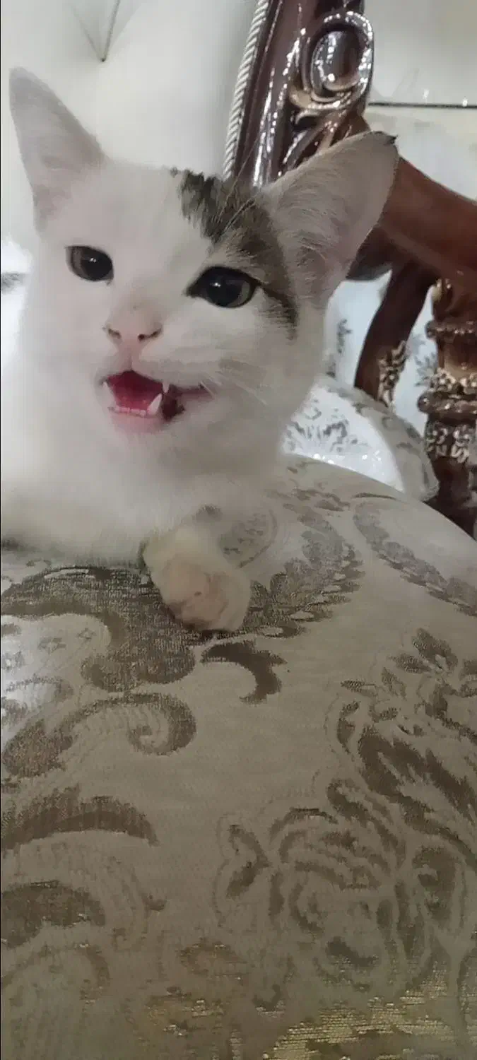 گربه|حیوانات|سلماس, |دیوار