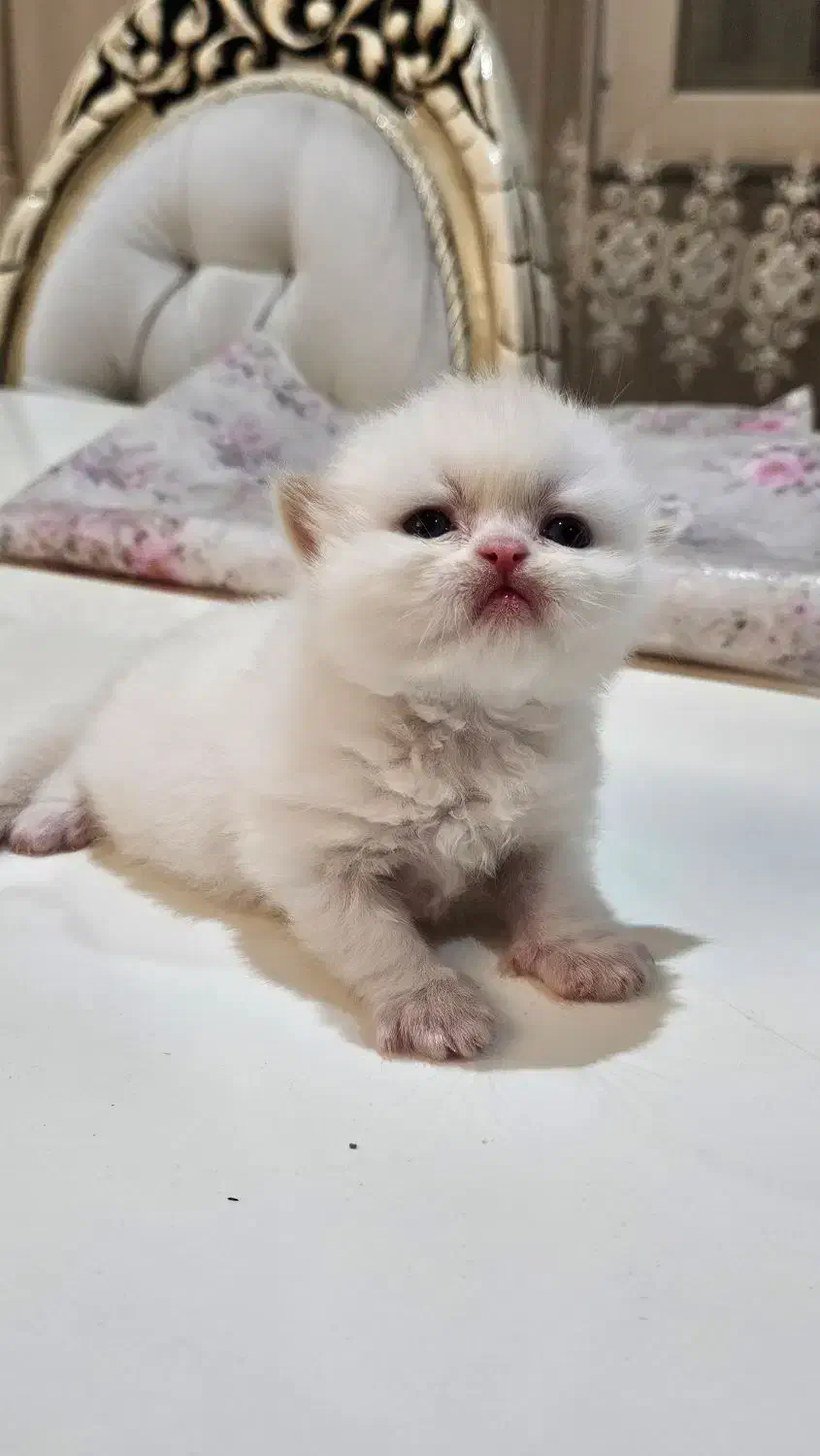 فرشته های ناز|گربه|خوی, |دیوار