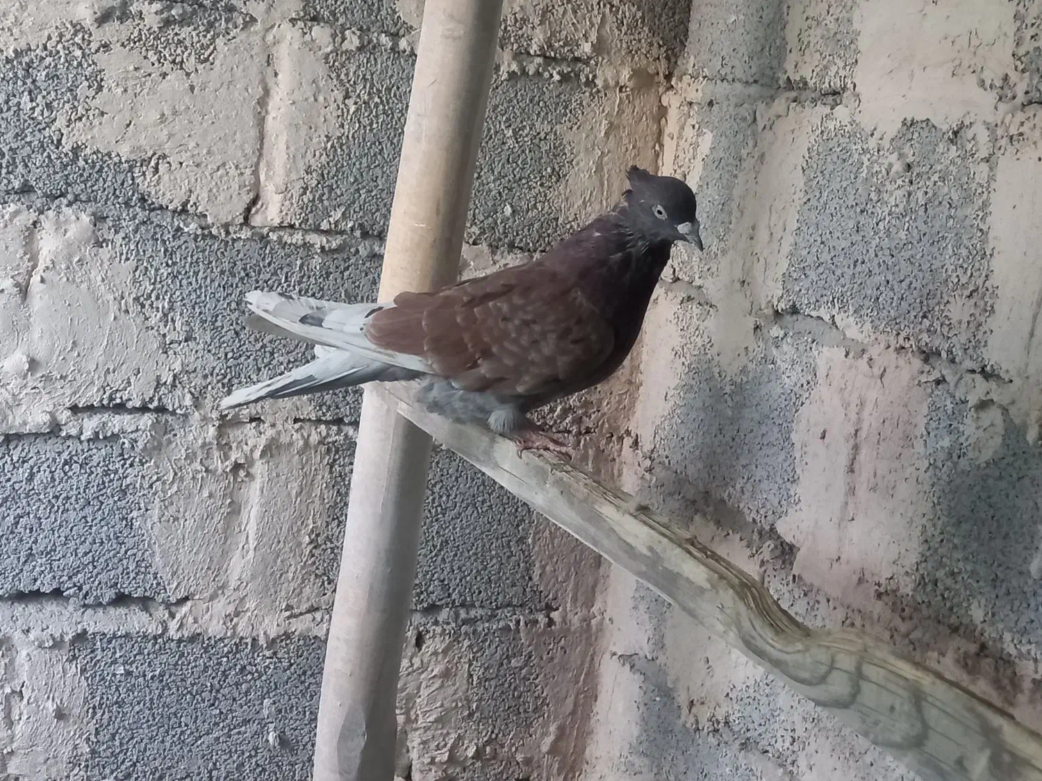 کبوتران پرشی|پرنده|خوی, |دیوار